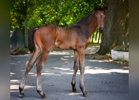 Oldenburg, Stallion, , 16,2 hh, Bay-Dark