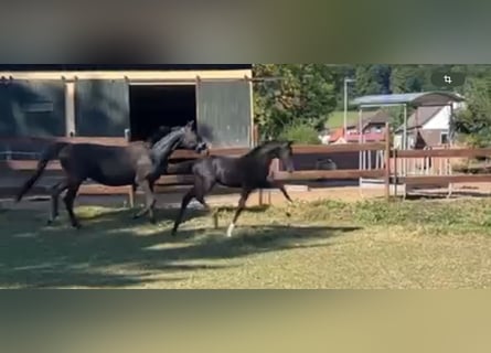 Oldenburg, Stallion, Foal (04/2025), 16,2 hh, Black