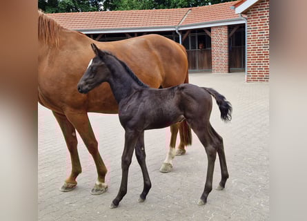 Oldenburg, Stallion, , 16,2 hh, Black