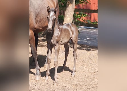 Oldenburg, Stallion, , 16,2 hh, Black