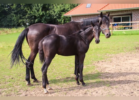 Oldenburg, Stallion, Foal (03/2025), 16,2 hh, Black