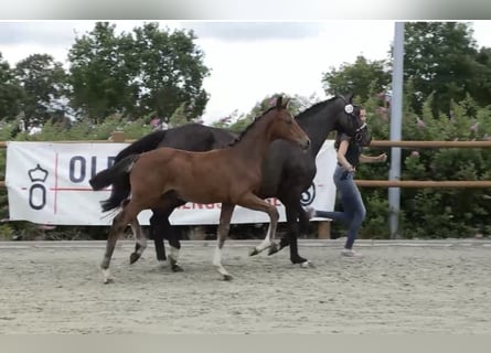 Oldenburg, Stallion, Foal (03/2025), 16,2 hh, Brown
