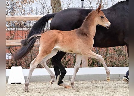Oldenburg, Stallion, , 16,2 hh, Brown