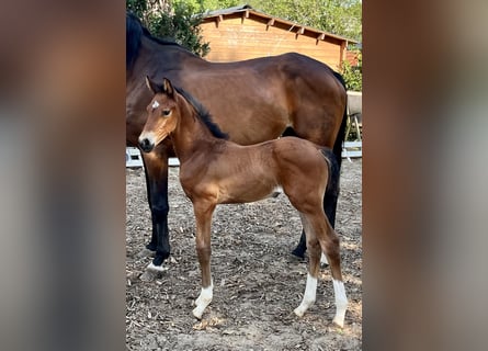 Oldenburg, Stallion, , 16,2 hh, Brown