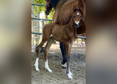 Oldenburg, Stallion, , 16,2 hh, Brown