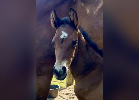 Oldenburg, Stallion, , 16,2 hh, Brown