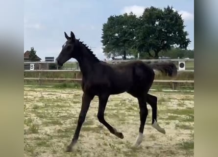 Oldenburg, Stallion, Foal (03/2025), 16,2 hh, Brown