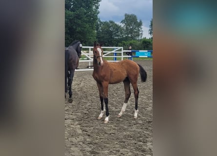 Oldenburg, Stallion, Foal (02/2025), 16,2 hh, Brown