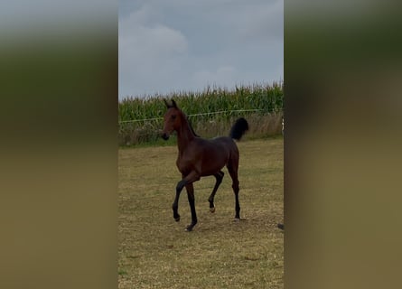 Oldenburg, Stallion, Foal (04/2025), 16,2 hh, Brown