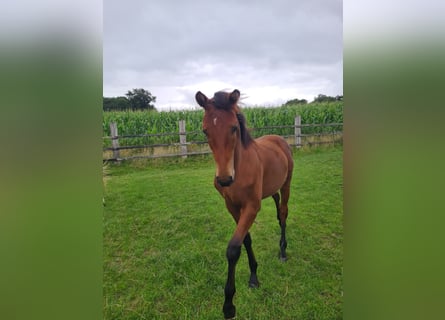 Oldenburg, Stallion, Foal (02/2025), 16,2 hh, Brown