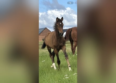 Oldenburg, Stallion, Foal (06/2025), 16,2 hh, Brown
