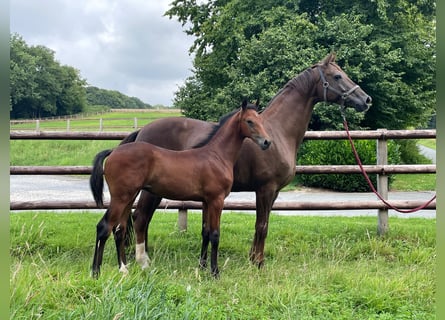 Oldenburg, Stallion, Foal (04/2025), 16,2 hh, Can be white