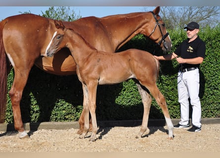 Oldenburg, Stallion, Foal (06/2025), 16,2 hh, Chestnut