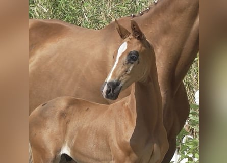Oldenburg, Stallion, Foal (06/2025), 16,2 hh, Chestnut