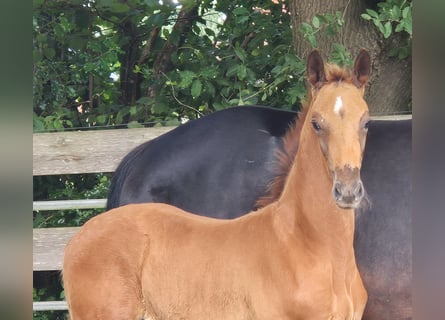 Oldenburg, Stallion, Foal (04/2025), 16,2 hh, Chestnut