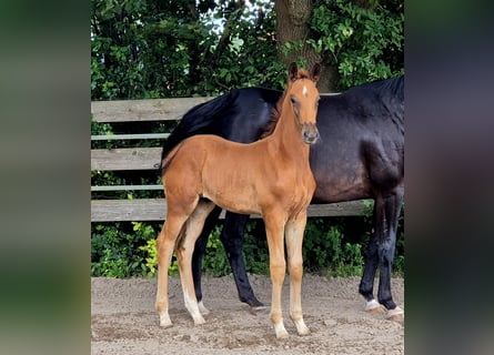 Oldenburg, Stallion, , 16,2 hh, Chestnut