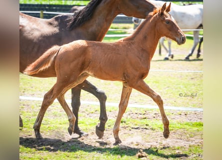 Oldenburg, Stallion, , 16,2 hh, Chestnut-Red