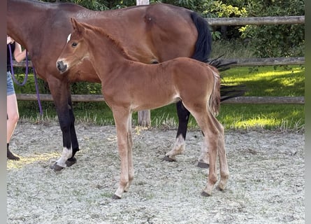 Oldenburg, Stallion, , 16,2 hh, Chestnut-Red