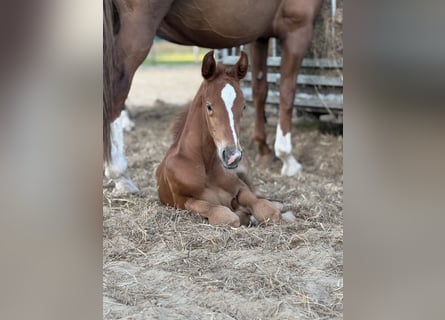 Oldenburg, Stallion, , 16,2 hh, Chestnut-Red