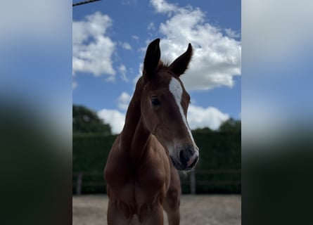 Oldenburg, Stallion, , 16,2 hh, Chestnut-Red