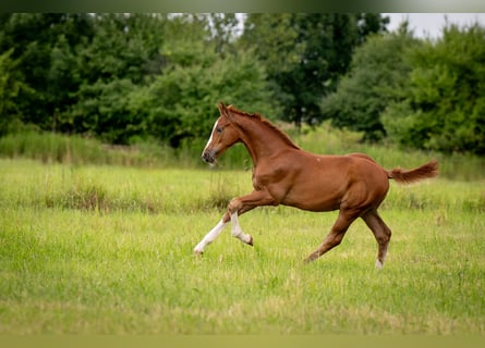 Oldenburg, Stallion, Foal (05/2025), 16,2 hh, Chestnut-Red