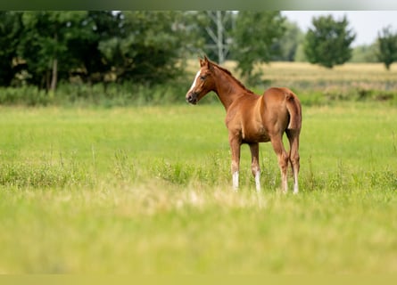 Oldenburg, Stallion, Foal (05/2025), 16,2 hh, Chestnut-Red