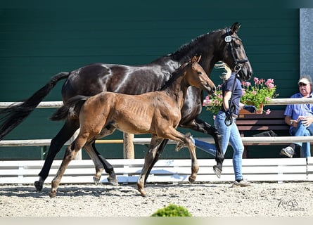 Oldenburg, Stallion, Foal (05/2025), 16,2 hh