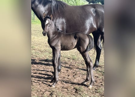 Oldenburg, Stallion, , 16,2 hh, Smoky-Black