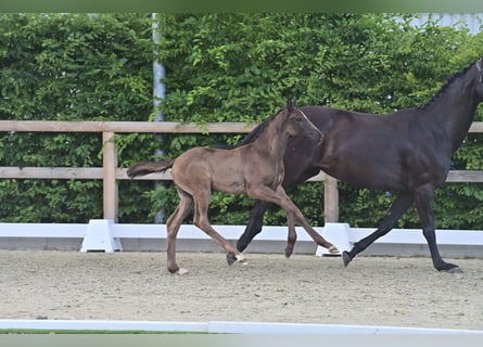 Oldenburg, Stallion, Foal (05/2025), 16,2 hh, Smoky-Black