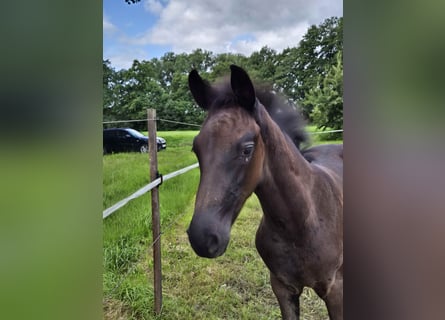 Oldenburg, Stallion, Foal (05/2025), 16,2 hh, Smoky-Black