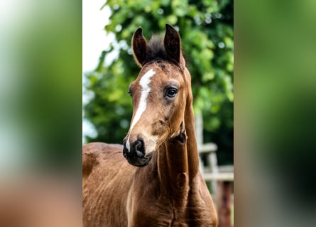 Oldenburg, Stallion, Foal (03/2025), 16,3 hh, Bay-Dark