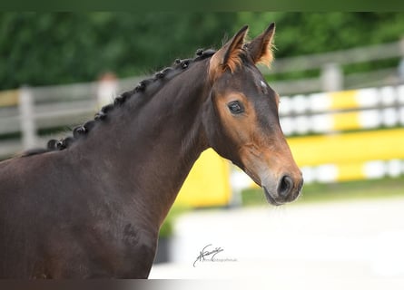 Oldenburg, Stallion, , 16,3 hh, Bay-Dark