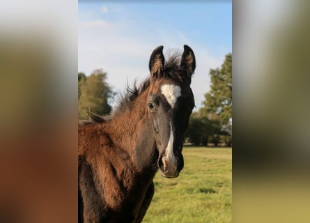 Oldenburg, Stallion, Foal (07/2025), 16,3 hh, Black