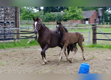 Oldenburg, Stallion, Foal (04/2025), 16,3 hh, Black
