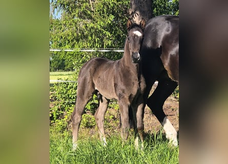 Oldenburg, Stallion, , 16,3 hh, Black