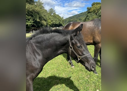 Oldenburg, Stallion, Foal (05/2025), 16,3 hh, Black