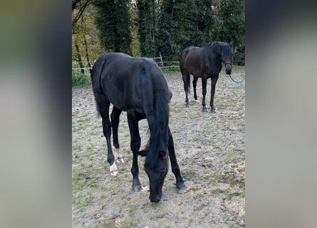 Oldenburg, Stallion, Foal (05/2025), 16,3 hh, Black