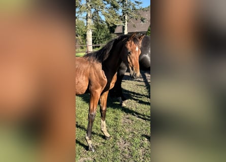 Oldenburg, Stallion, Foal (03/2025), 16,3 hh, Brown