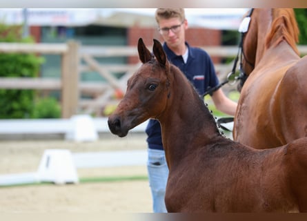 Oldenburg, Stallion, , 17 hh, Bay-Dark