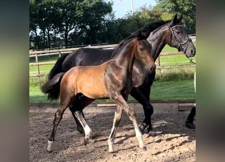Oldenburg, Stallion, Foal (04/2023), 17 hh, Brown