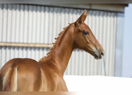 Oldenburger, Hengst, Fohlen (03/2024), 17 hh, Fuchs