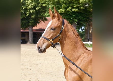 Oldenburg, Stallion, Foal (04/2025), 17 hh, Chestnut-Red