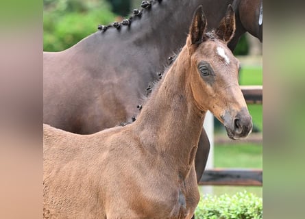 Oldenburg, Stallion, Foal (05/2024), Bay-Dark