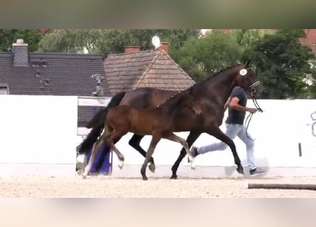 Oldenburg, Stallion, Foal (05/2024), Bay-Dark