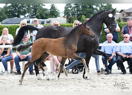 Oldenburg, Stallion, Foal (04/2024), Bay-Dark