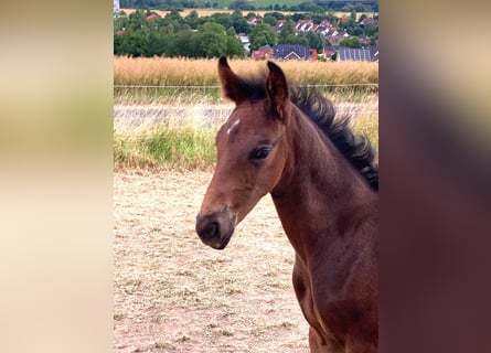 Oldenburg, Stallion, , Bay-Dark