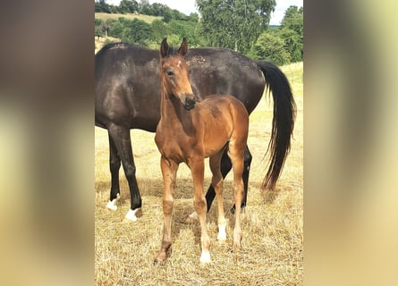 Oldenburg, Stallion, Foal (06/2025), Bay-Dark