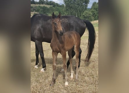Oldenburg, Stallion, , Bay-Dark