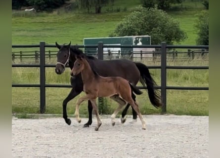 Oldenburg, Stallion, Foal (03/2026), Bay-Dark