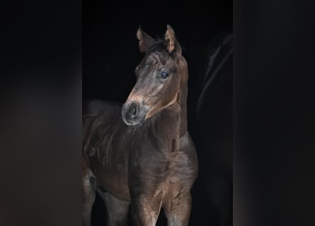 Oldenburg, Stallion, Foal (05/2025), Bay-Dark